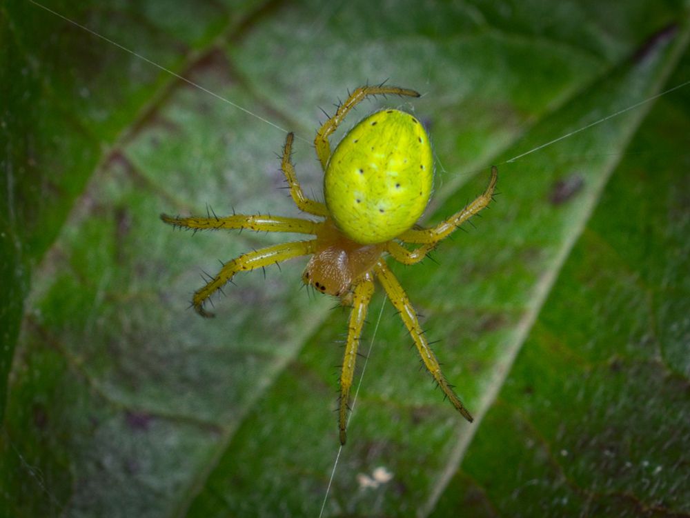 Cucumber spider