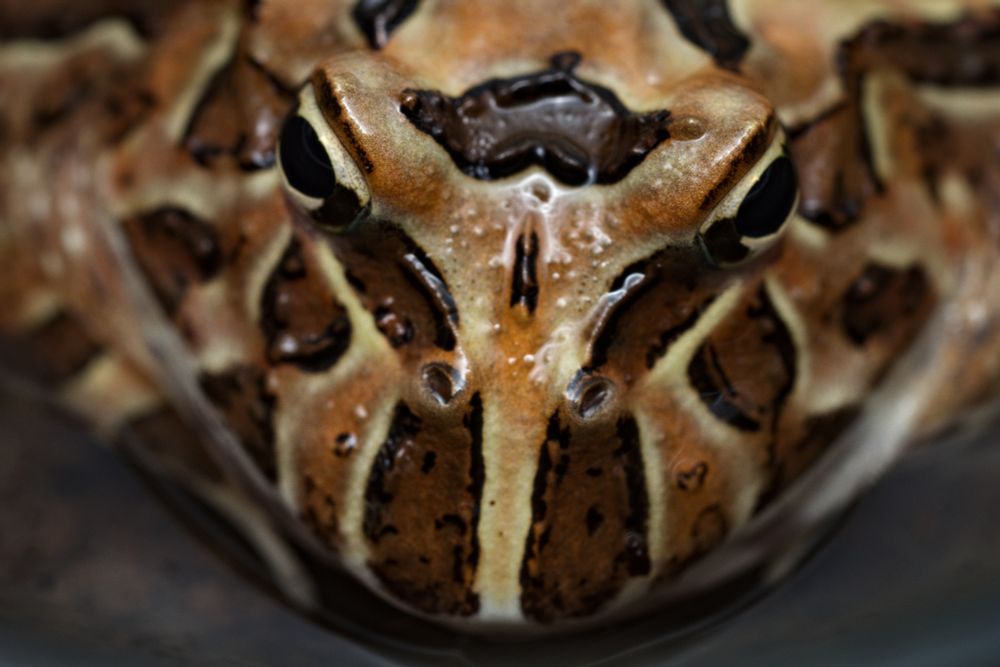 Pacman frog close up