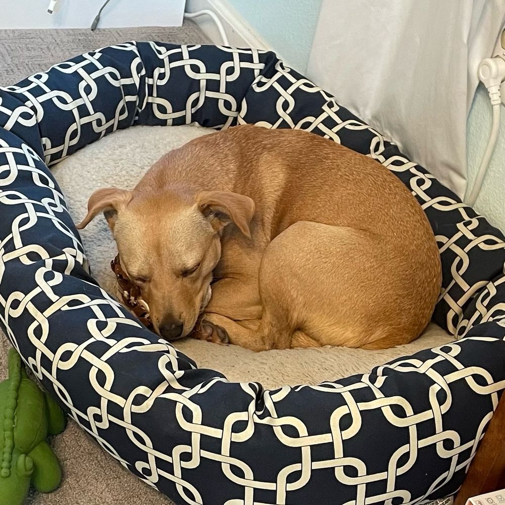 A brown dog curled up in a blue and white dog bed
