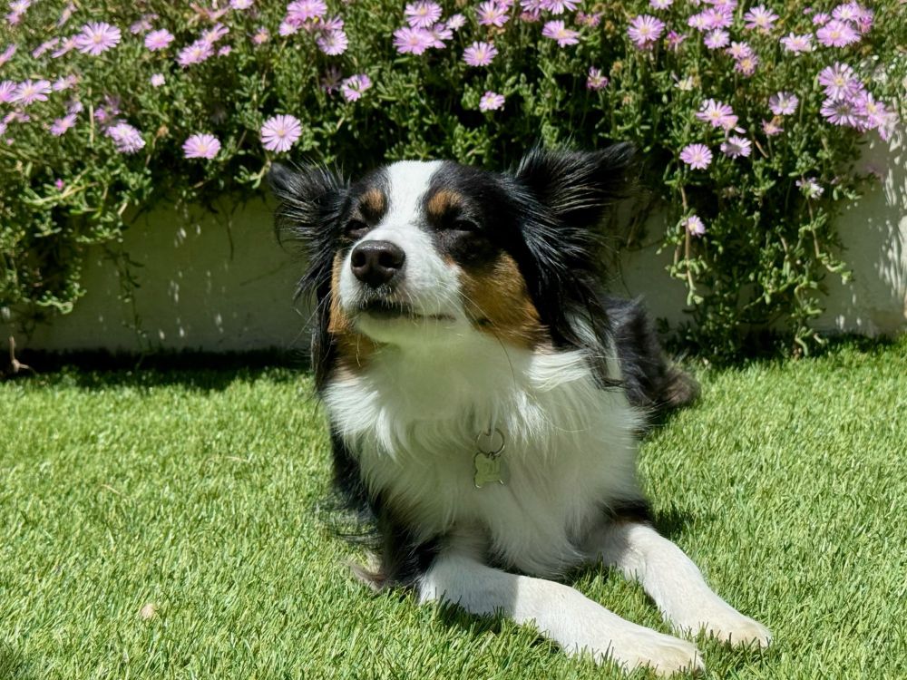 A mini Australian shepherd soaking up the sun in front of some pink flowers