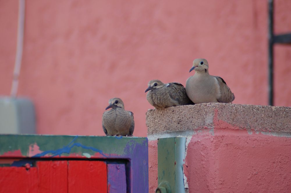 Two juvenile mourning doves and one parent perch together atop a wall.

The adult is a bit bigger, smooth and sleek, with a pale blue ring around her eye. 

The fledglings are a little scraggly, with less even coloring on their chests and grayish markings on their faces 