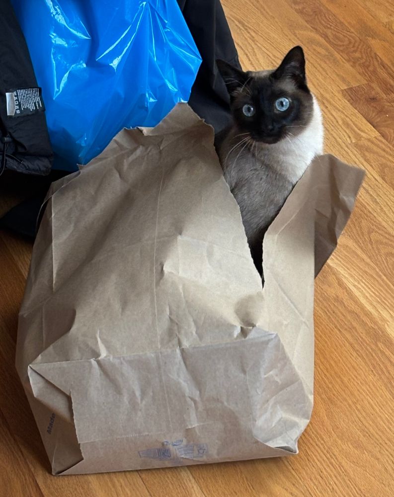 Siamese in bag