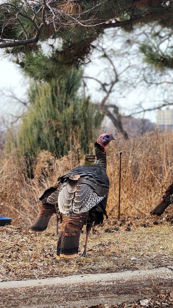 Photo of three wild turkeys outside in Minneapolis during late winter