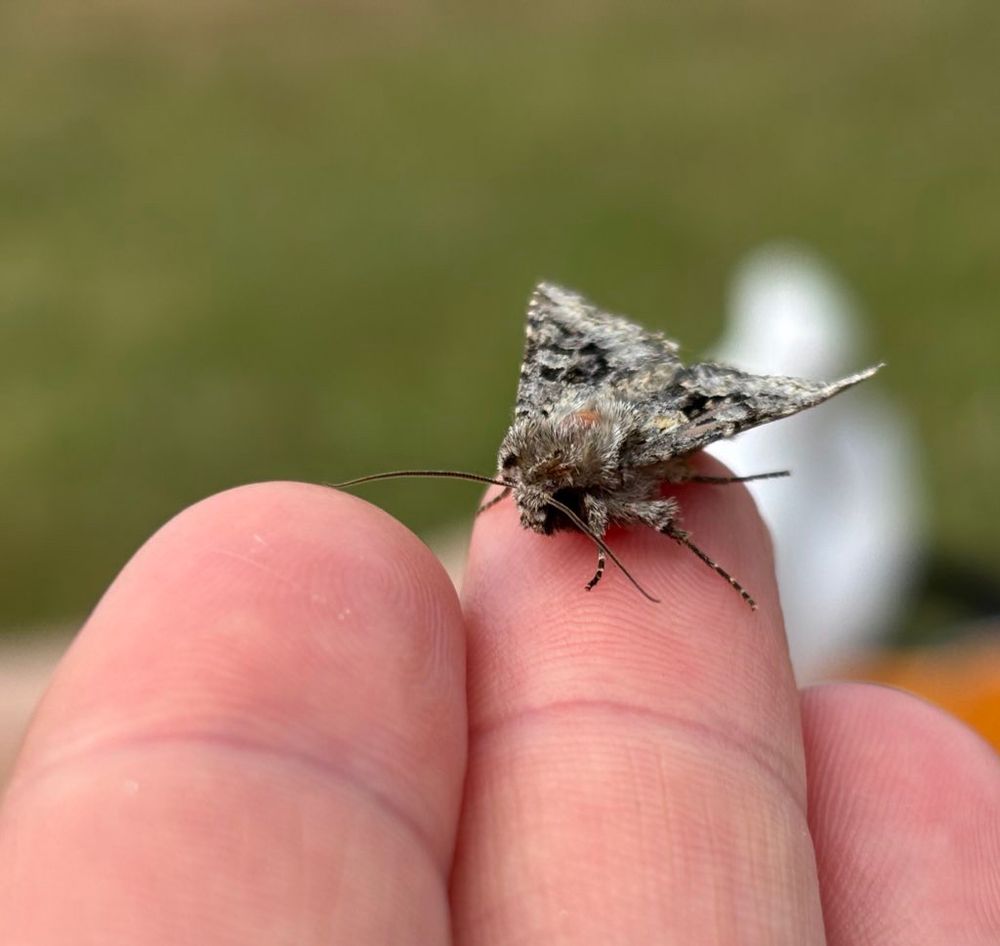 En sorts mal/nattfjäril
Närbild. Sitter på min hand 