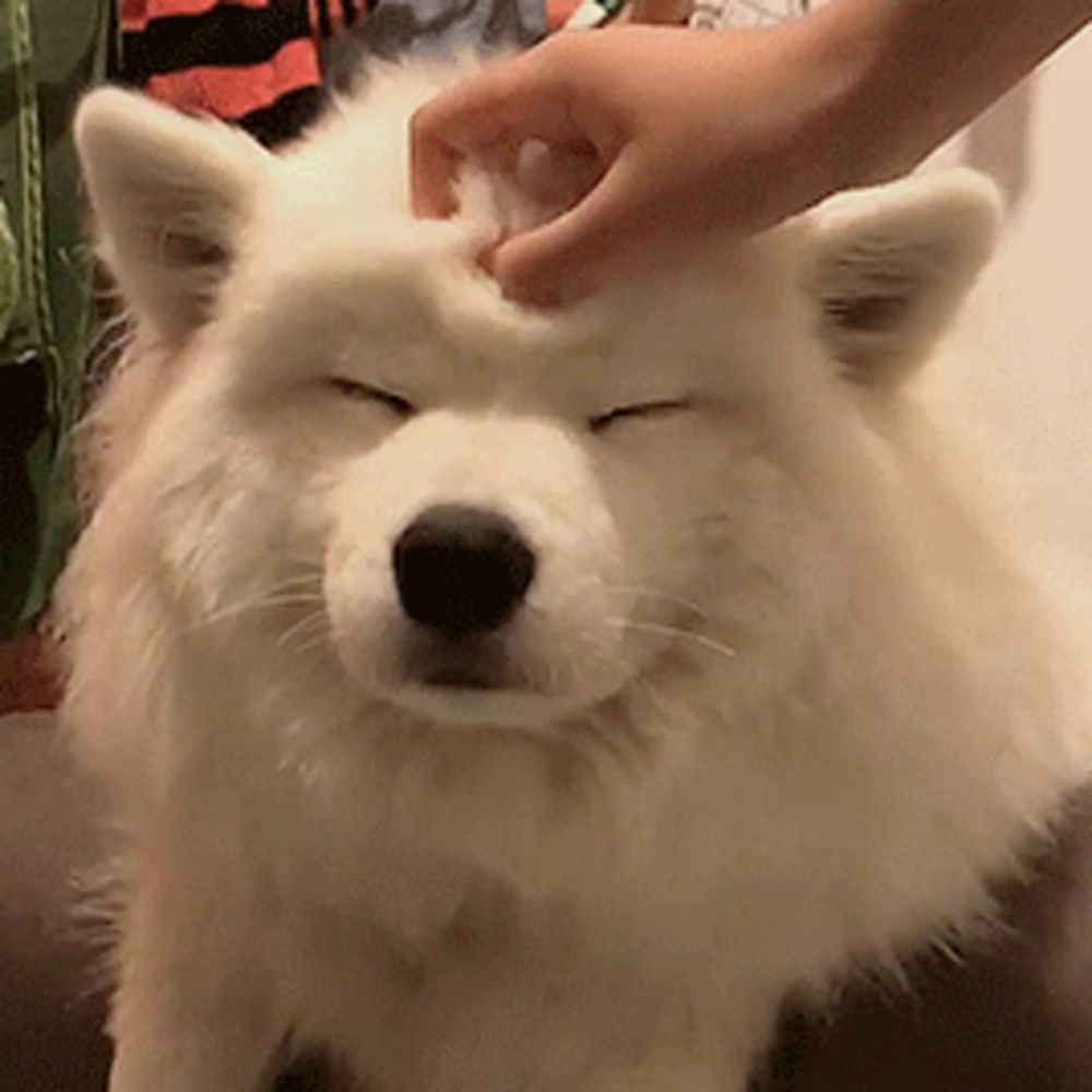 a person is petting a white dog 's head with its eyes closed