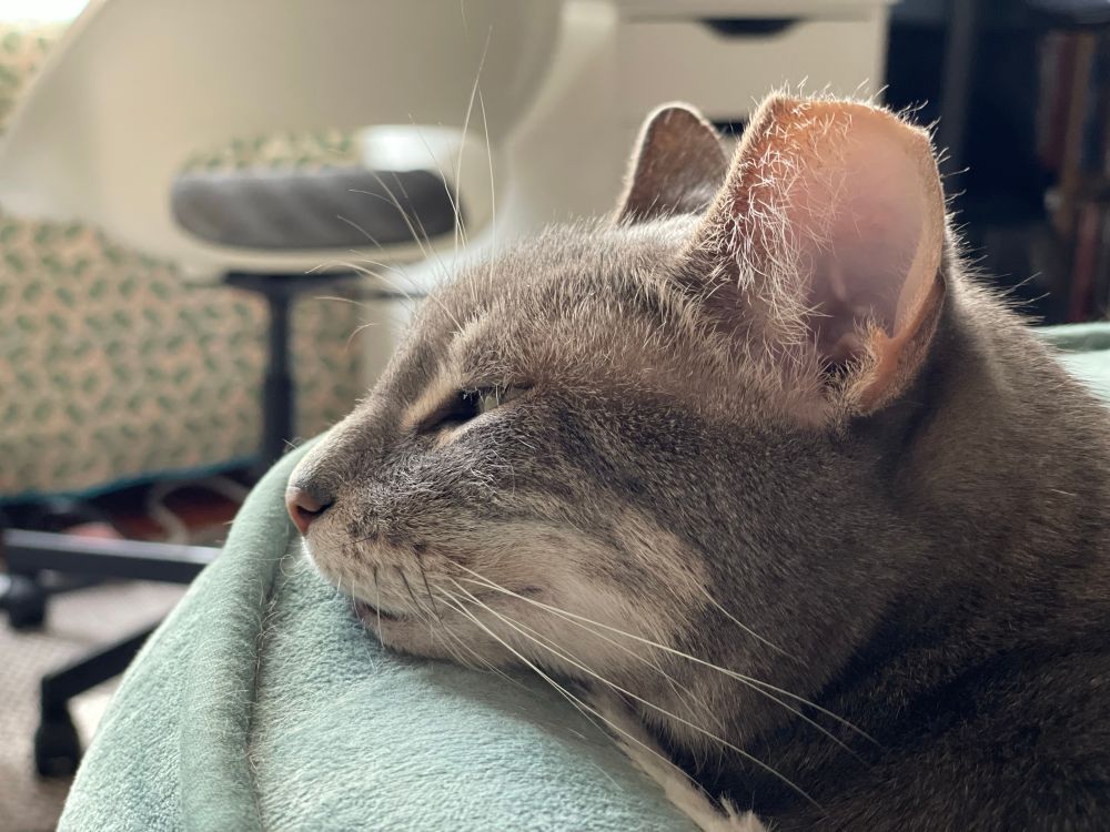 Grey tabby cat in profile, one ear tipped from TNR. Her chin rests on the side of her plush bed and she looks content