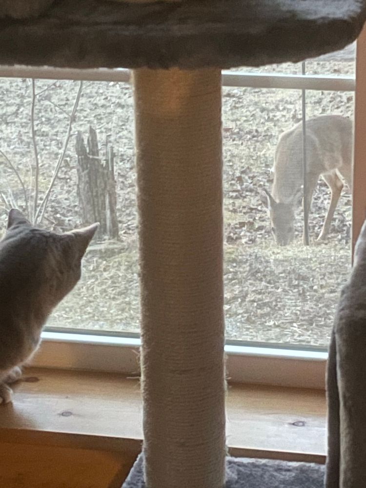 Grey tabby cat seen from behind, where she is looking out a window at a deer eating grass