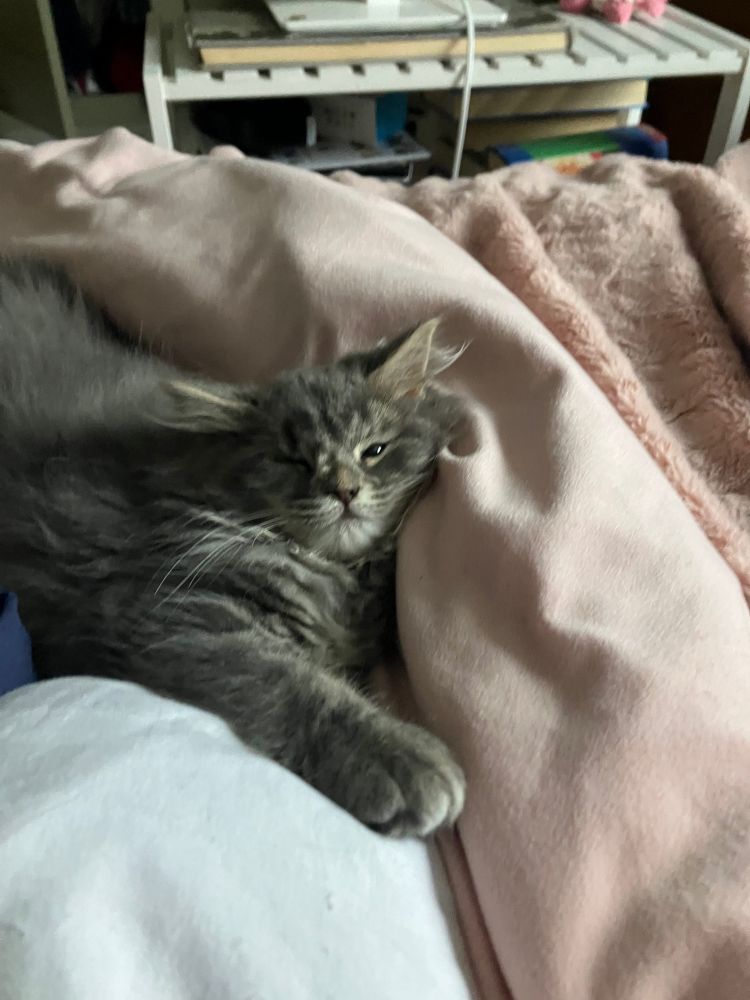 Agnes is only four months old and one eye did not develop. She is happy and plays like all the other kittens