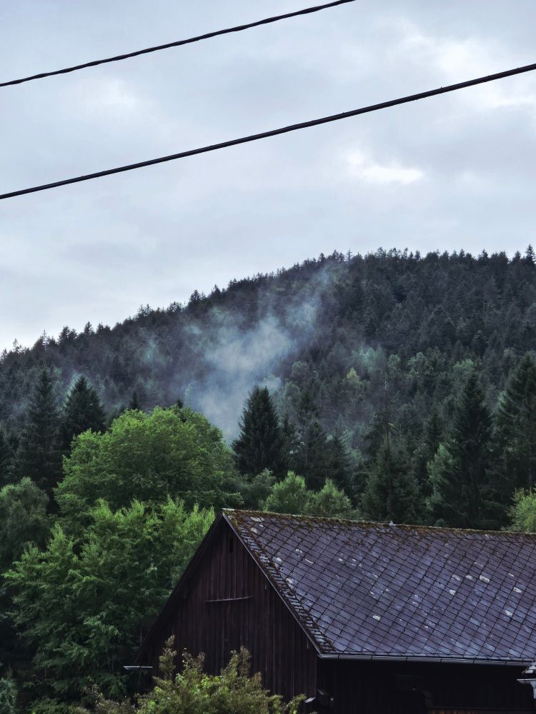 Forest view
