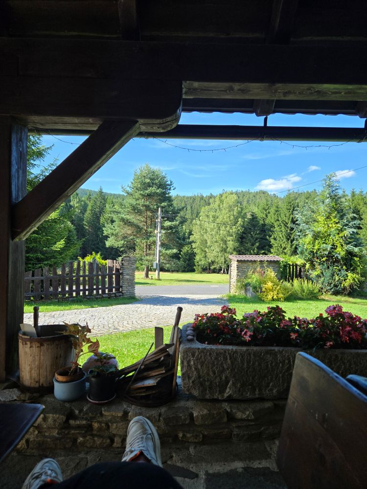 Terrace view of the forest