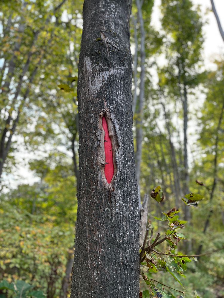 A tree on my walk with a tiny red painted door complete with tony hinges and a pinpush doorknob decorated within a natural knot of the tree. 
