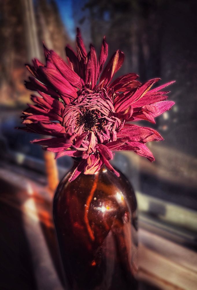 A pink chrysanthemum that I dried and put in a stubby brown bottle and placed on the windowsill. The fading sun flashes across the lovely flower.