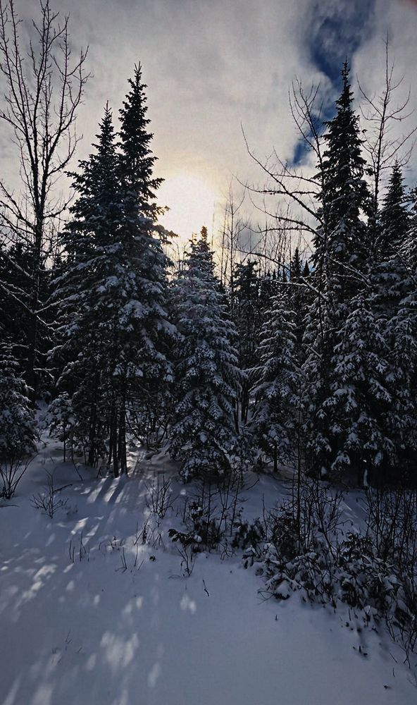 The winter sun behind snowy trees.