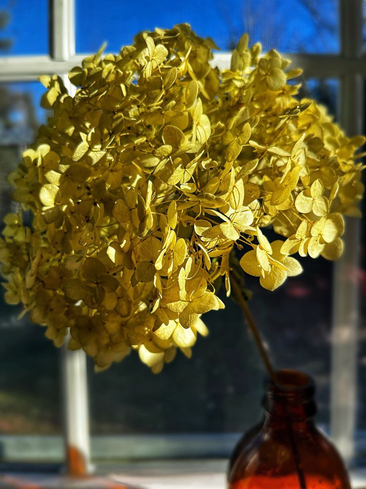 A single yellow hydrangea flower, that I cut and dried for months, placed into a small brown stubby beer bottle. It is placed along a windowsill, with the forest and blue sky blurred in the background.