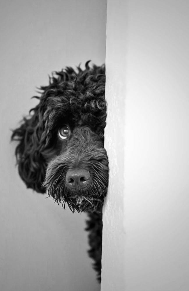 A black Spanish Waterdog peeking around the corner, one eye adorably staring at the camera.