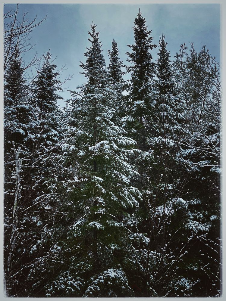 The forest trees in my backyard now covered in snow.