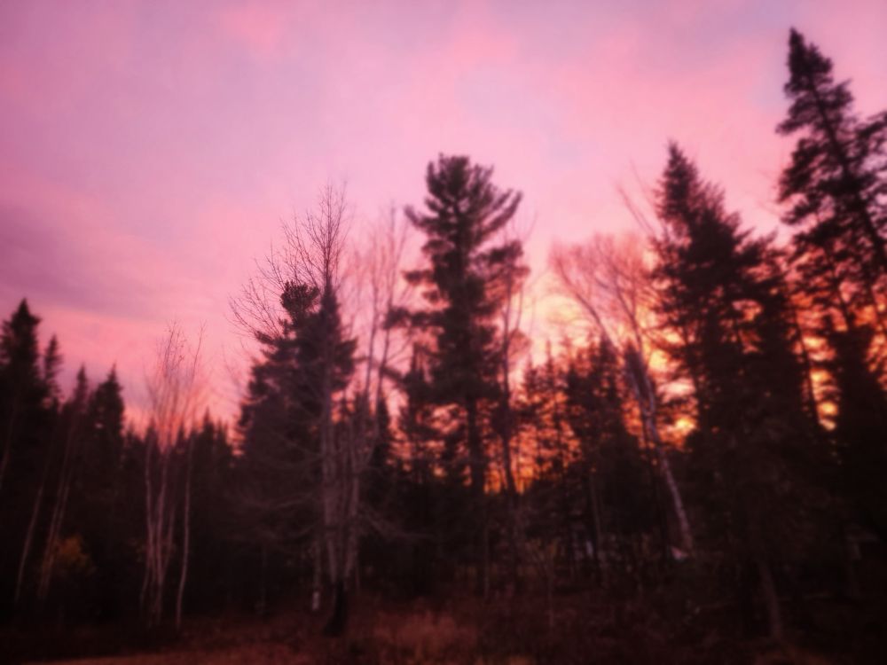 Bright pink sunrise in the trees