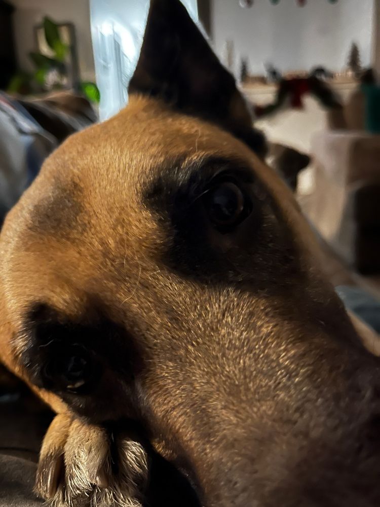 The sweetest brown mixed breed dog staring directly into the camera as he lays his 75 lbs of pure muscle across the entirety of my body, as close as possible to my face. His liquid brown puppy dog eyes gazing deeply into my phone, as if willing me to put down my device and devote all my attention to him.