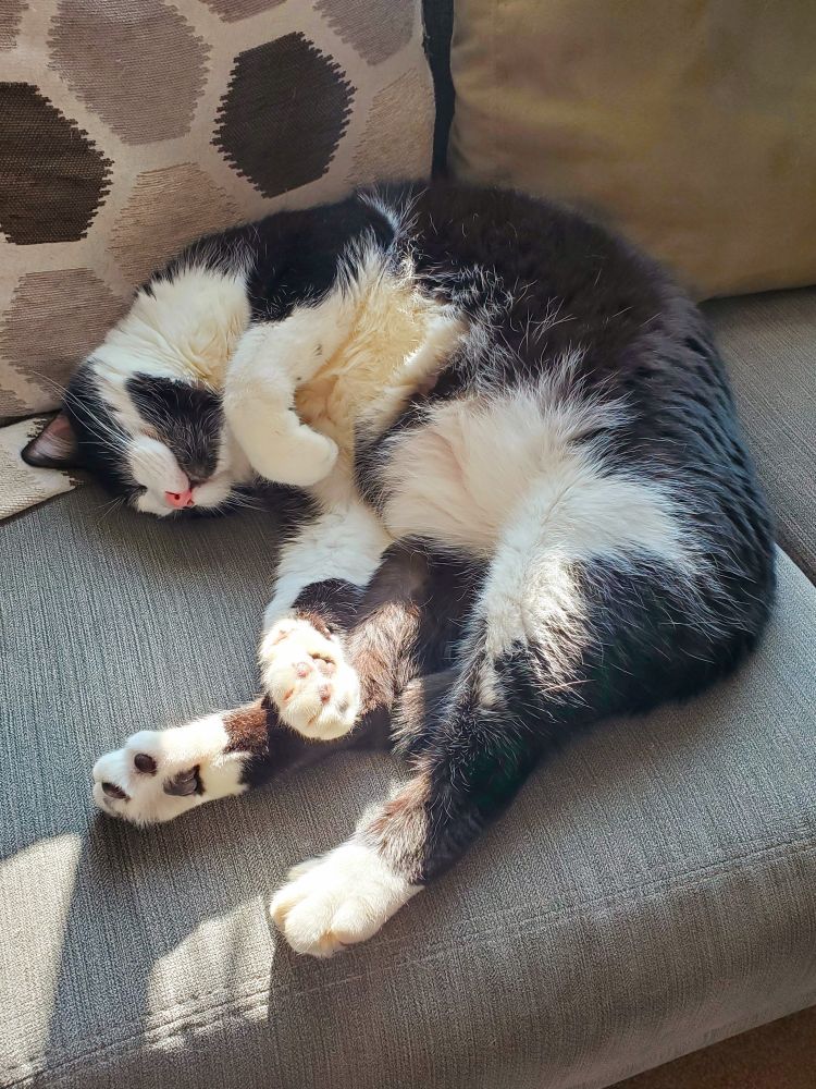 A Tuxedo cat blissfully sleeping on a couch with his head upside down.