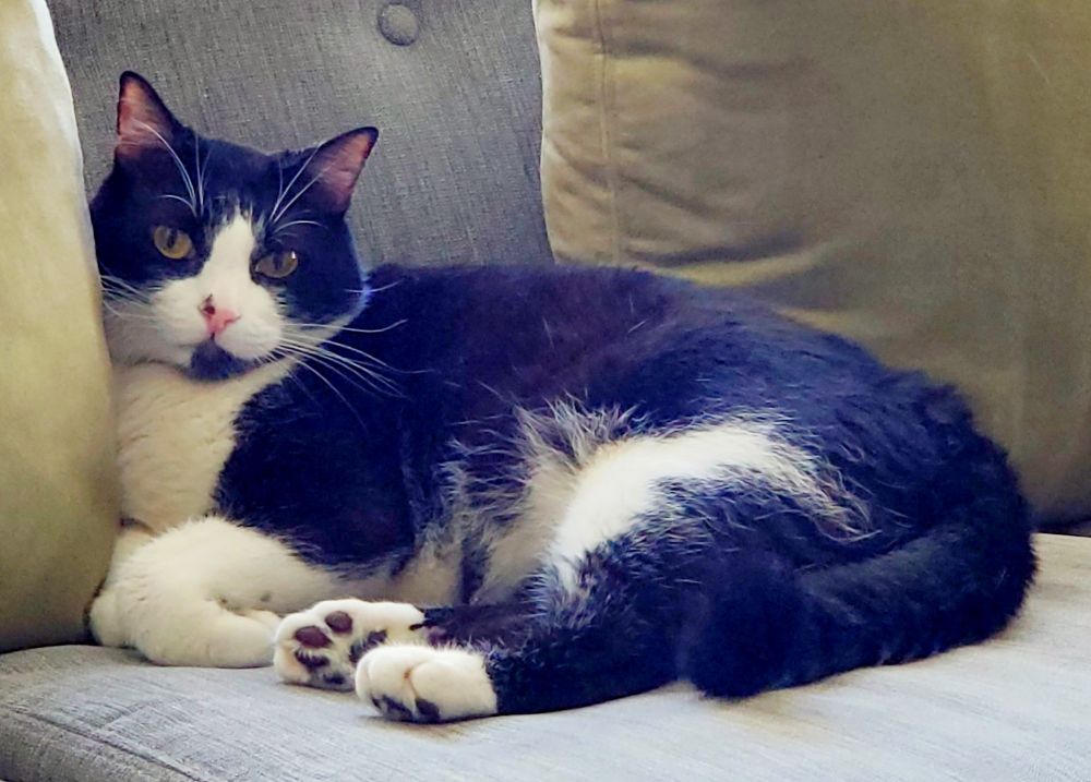A black and white cat laying on a couch looking at the camera. 