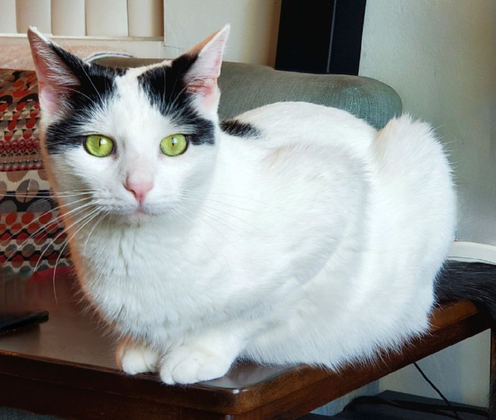 Toby our white with black Turkish Van laying on an end table. 