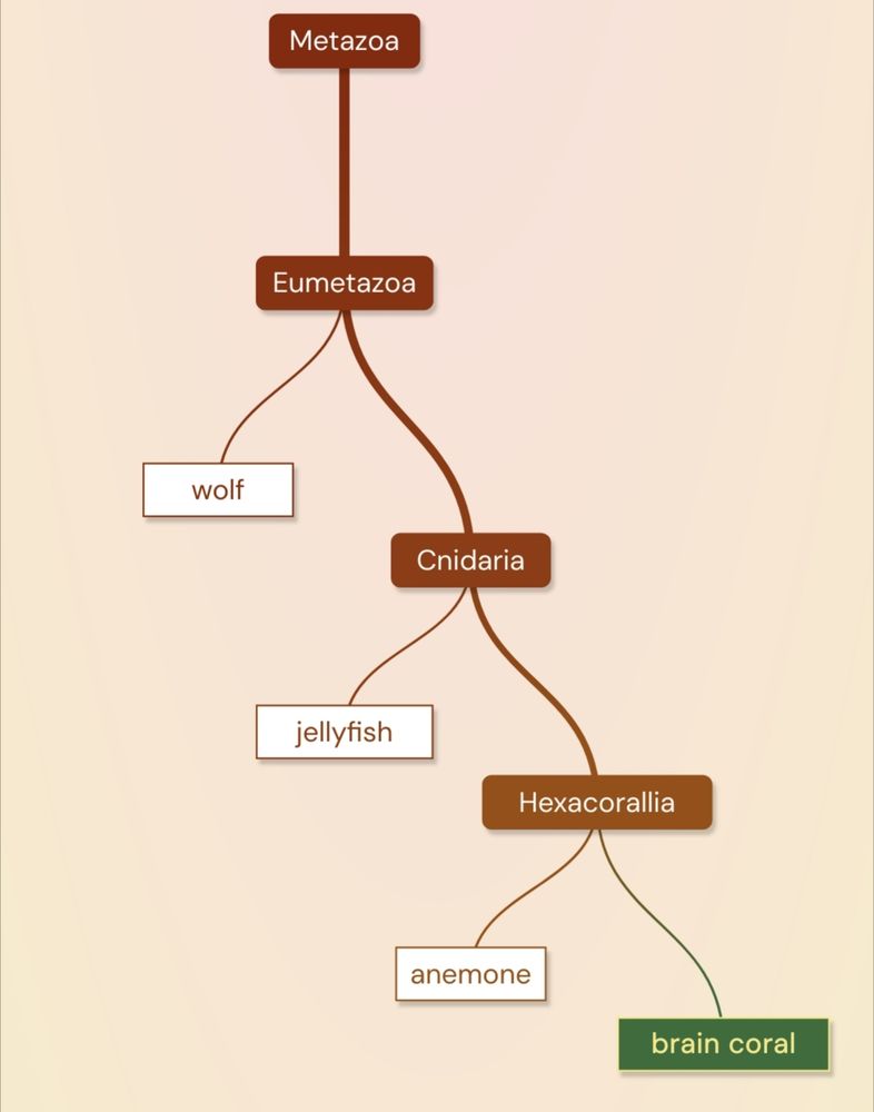 a taxonomic tree from the browser game "metazooa", showing several incorrect guesses (wolf, jellyfish, anemone) before one correct guess (brain coral)