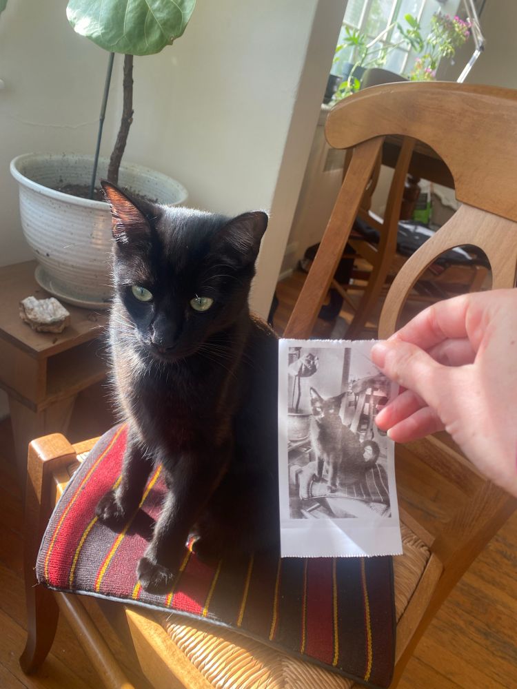 Kitty with instant portrait