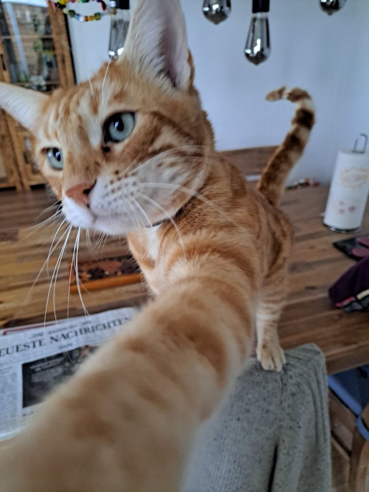 Same tomcat touching the camera with one paw 