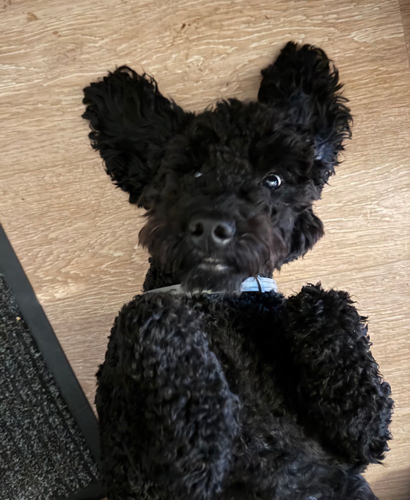 Schwarzer Pudel liegt auf dem Rücken, nur Oberkörper und Kopf sind zu sehen, die langen Ohren liegen seitlich links und rechts was ziemlich witzig aussieht