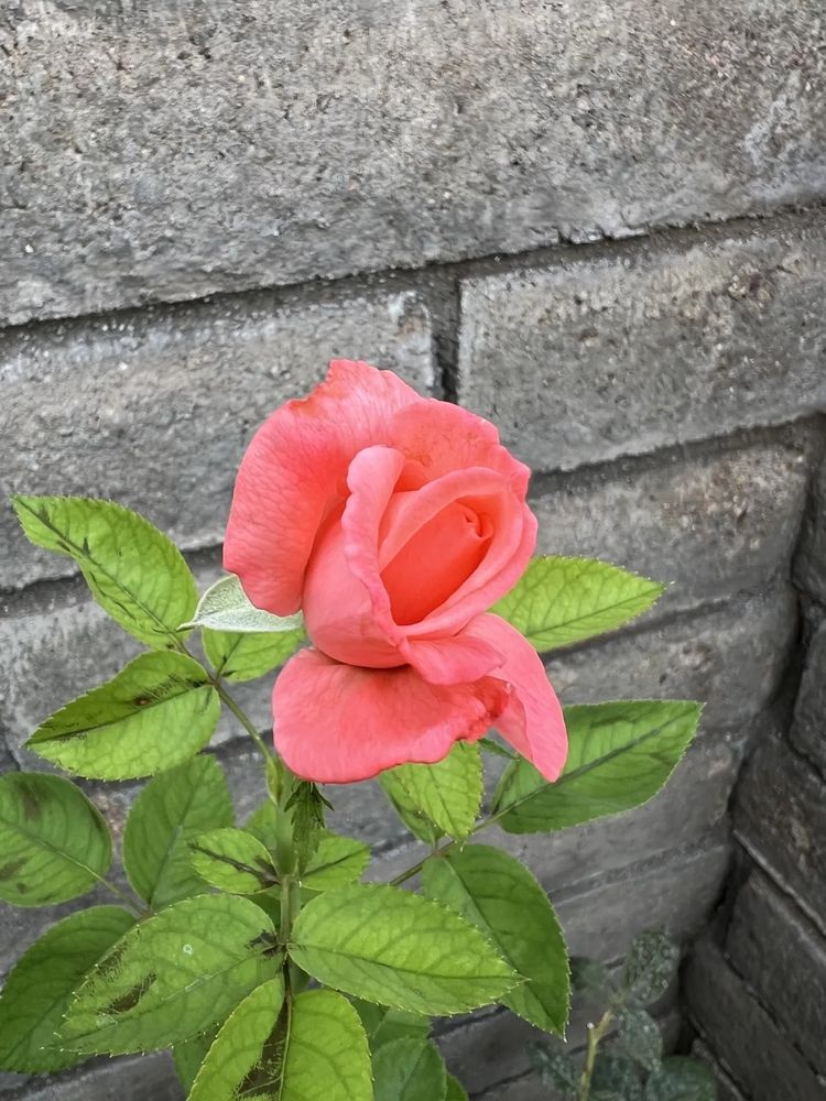 A coral colored rose bud
