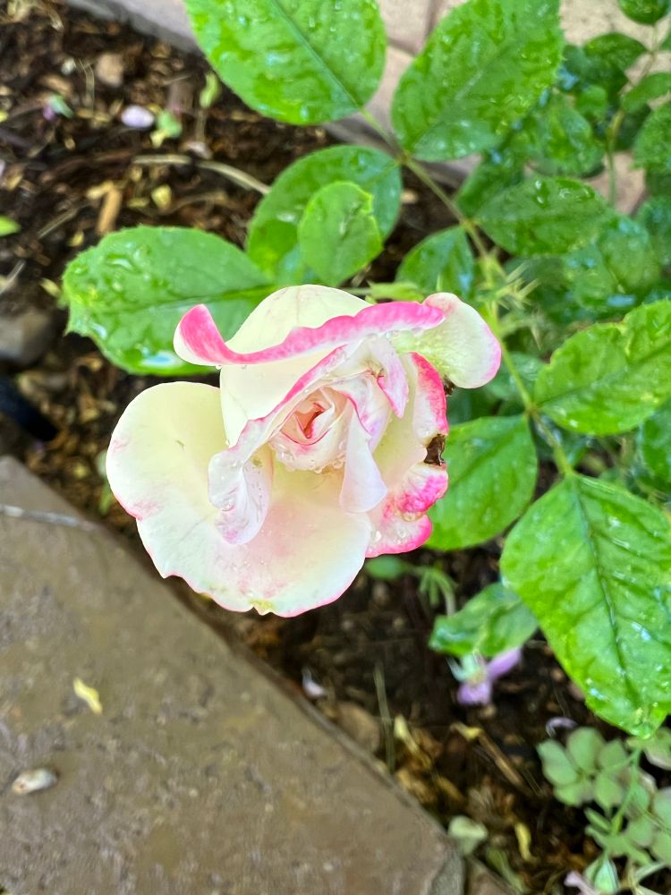 A white rose bud with bright pink edges. 