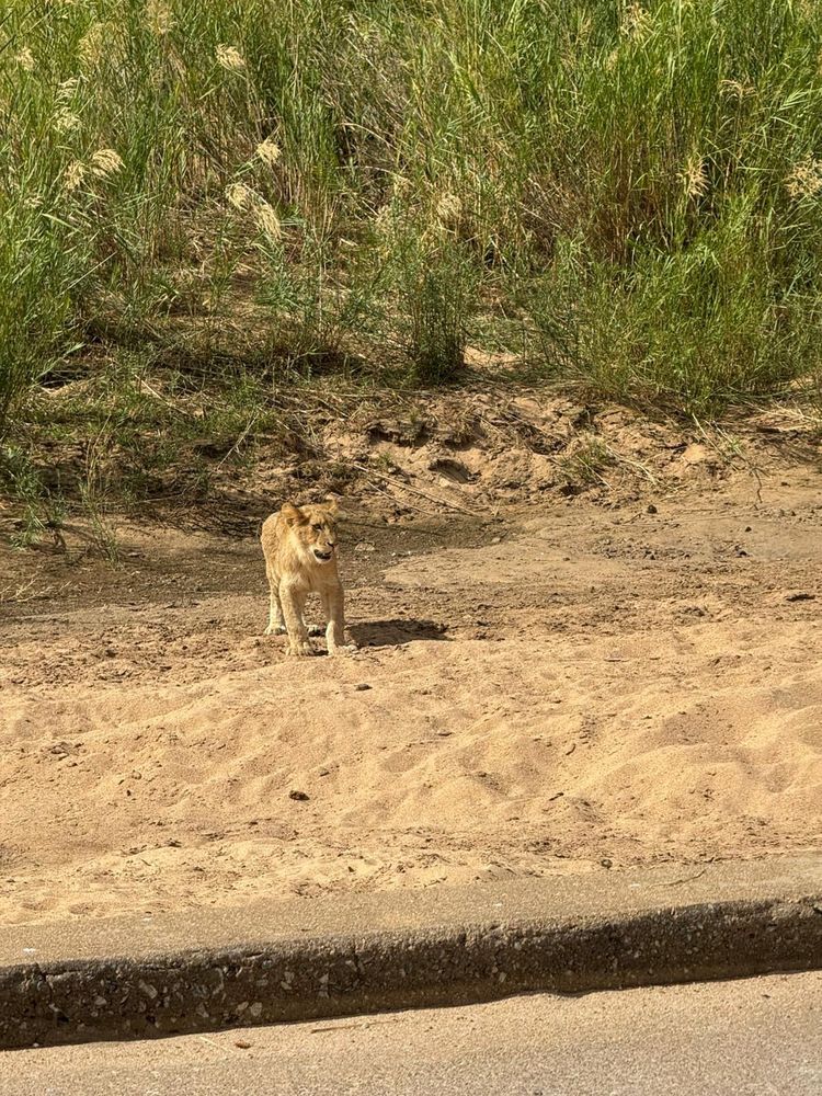 Juvenile lion