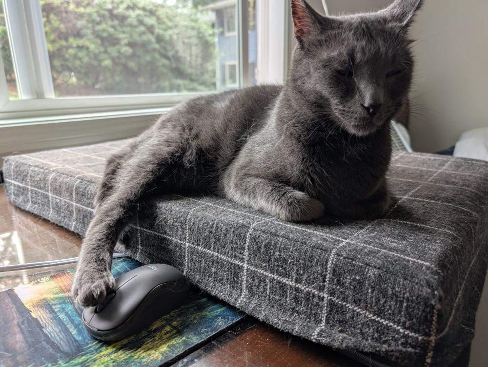 Jurgen, a grey cat, lays on a black cat bed on a walnut desk. Jurgen's eyes are closed. He has one hind paw dangling off the bed and resting on a computer mouse. His ears are dirty as this photo was taken shortly before the Cleaning.
