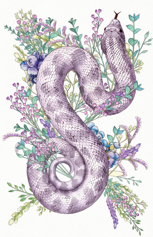 Illustration of a lavender hognose snake on a mix of wildflowers, set on a white background 