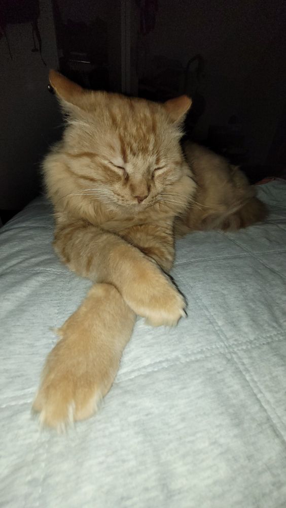 beautiful orange cat with crossed front arms