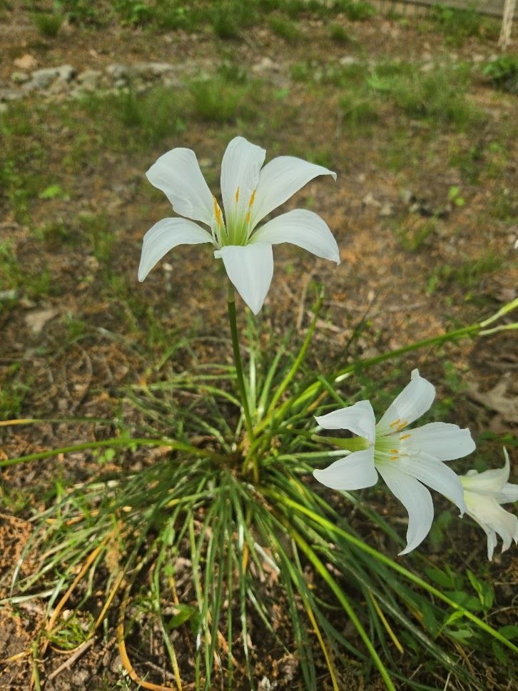 Wild Rain Lily
