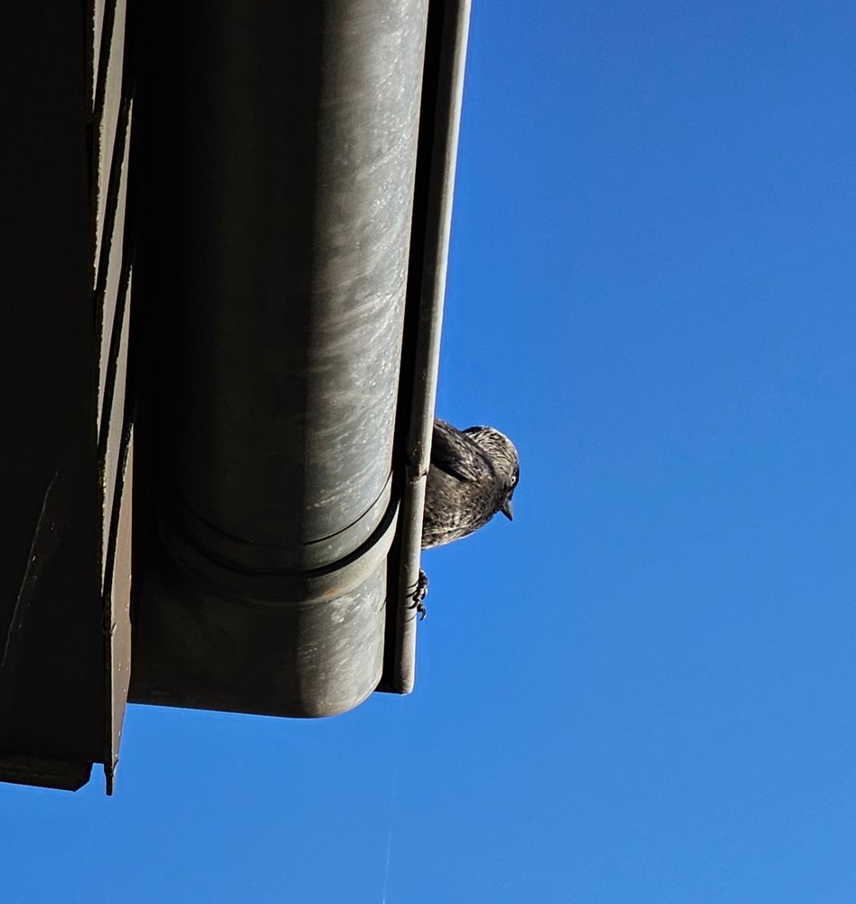 Eine Dohle sitzt über mir auf der Regenrinne an unserem Balkon 