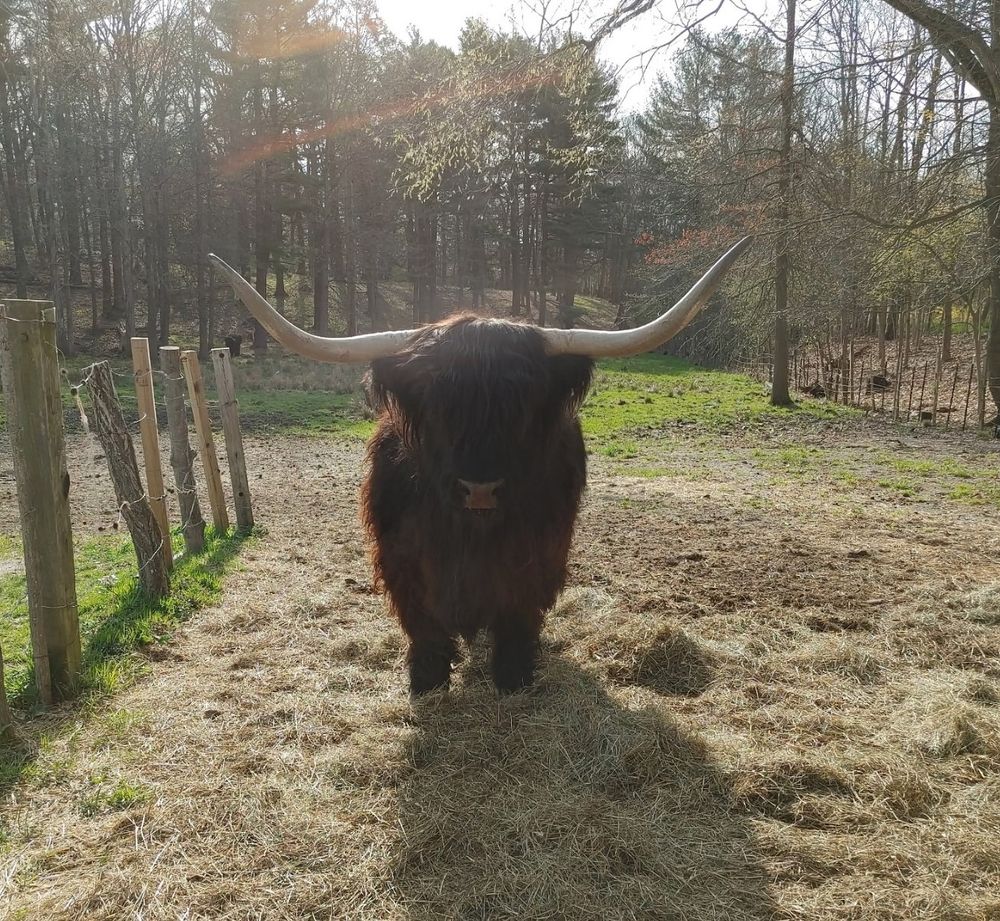 A steer with massive horns and a fuzzy coat stands in a field, looking at the camera. 
