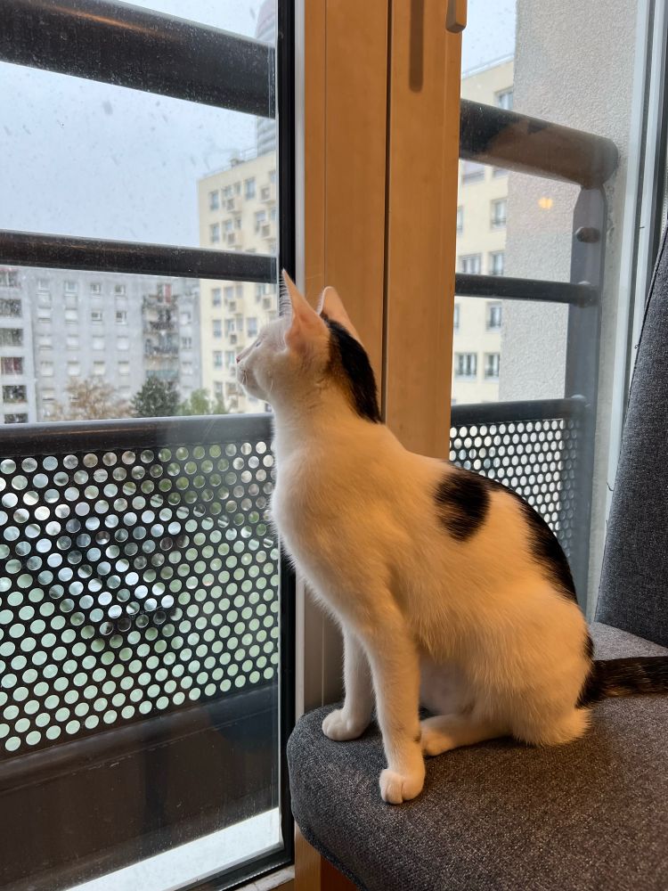 Jeune chat sur une chaise, regardant par la fenêtre la neige tomber. 