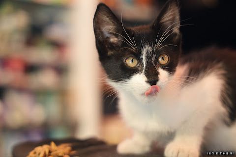 A photo of Rhaenyra the Dragon Kitty. The 4-month-old kitten 
A man took her on Saturday afternoon from MJay Convenience at 44 Avenue A in the East Village.