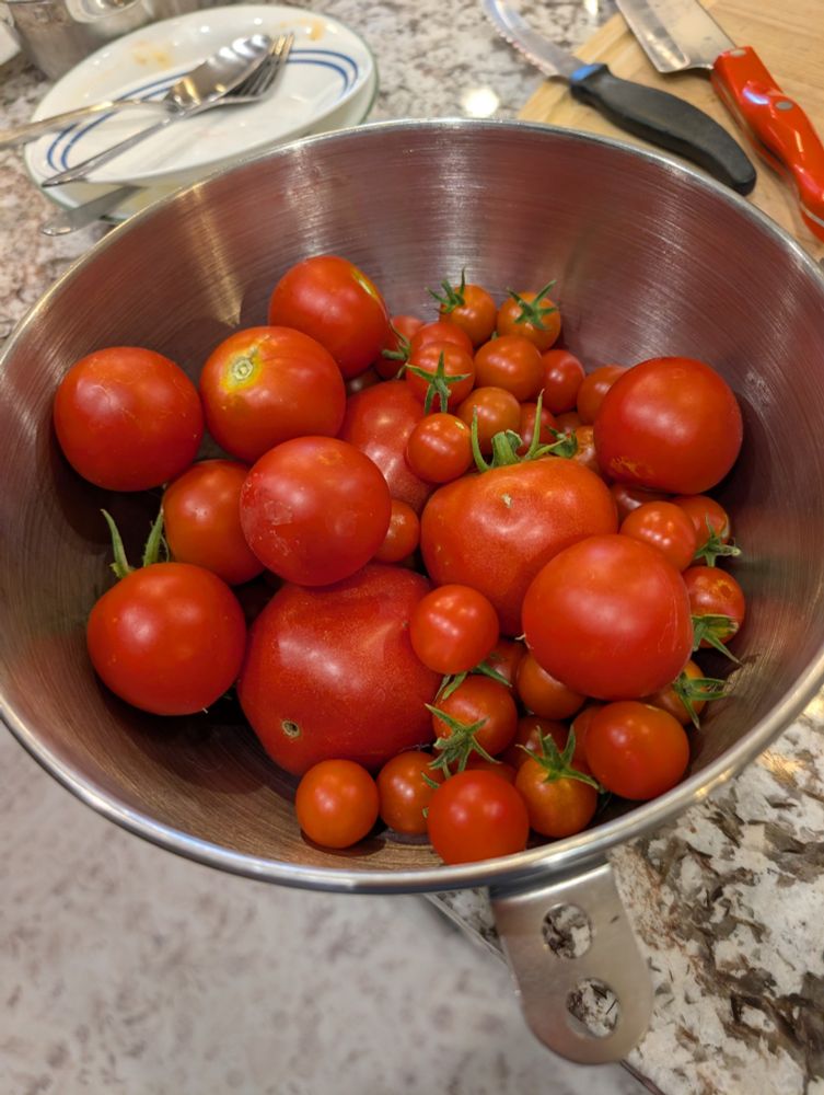 Tomatoes 