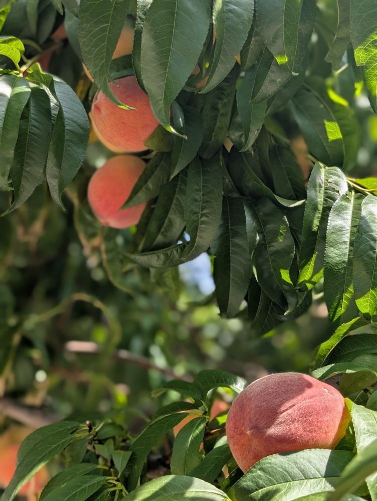Peaches 