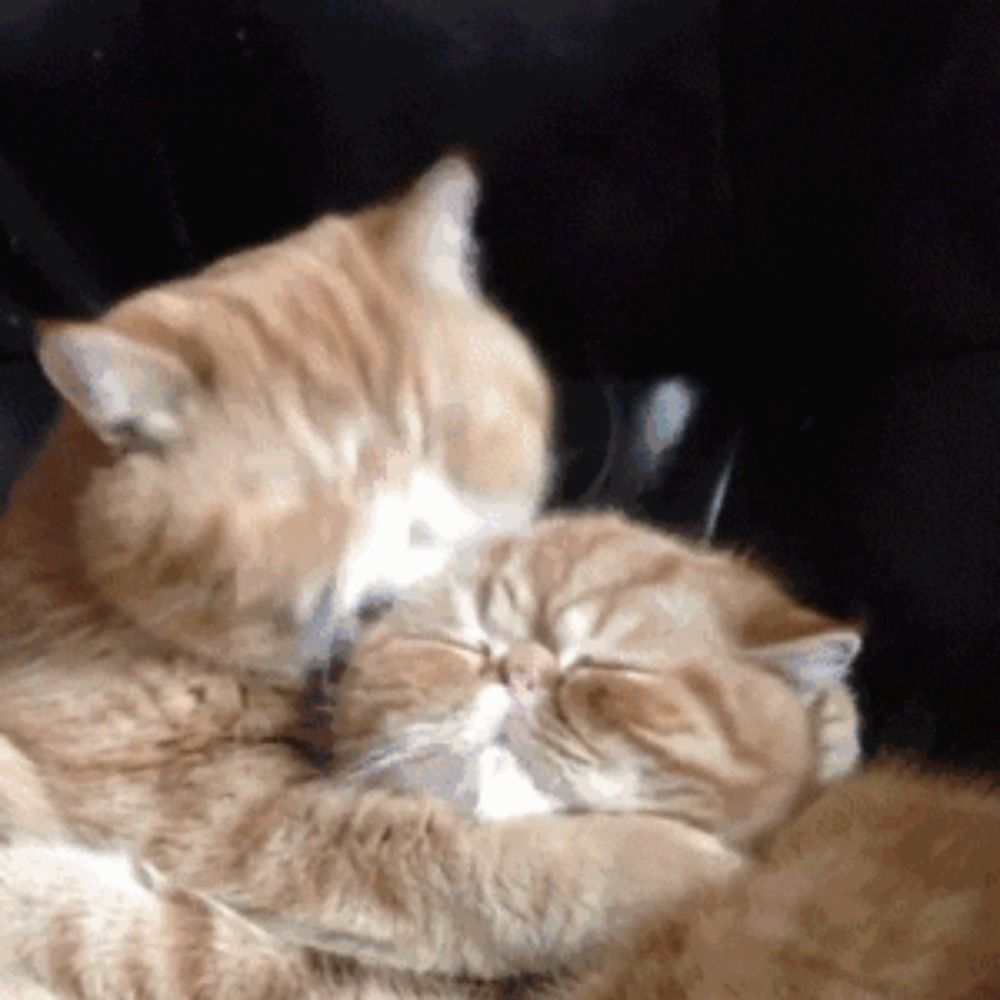 two cats are laying next to each other on a couch and one is licking the other 's face .