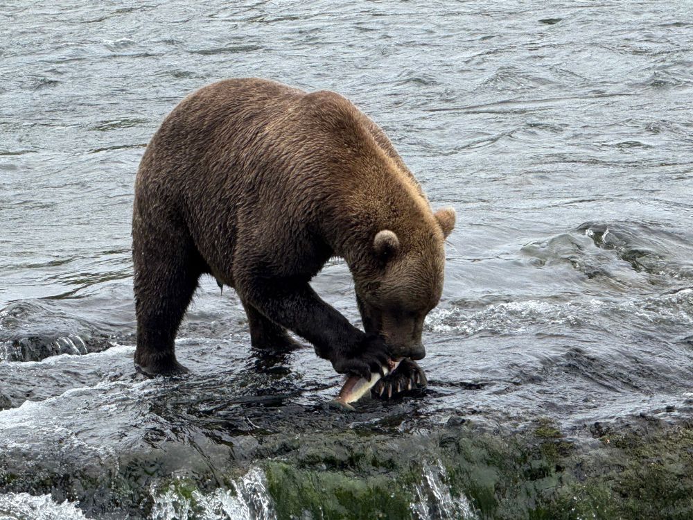 A large brown bear eats a salmon at the top of a small waterfall