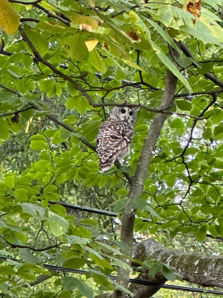 A barred owl looks over its shoulder at the camera while perched on a branch surrounded by green leaves.