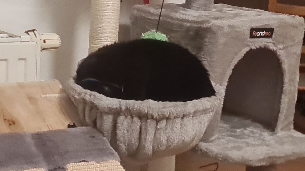 One black cat curled up in a round hammock for cats, forming a fluffy ball.