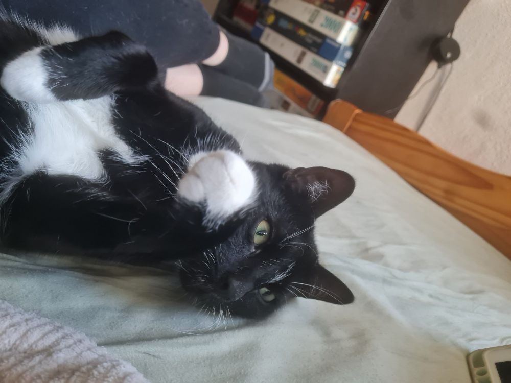 black and white cat is laying on its back on a bed (which is used as a couch), with a black bookshelf in the background where you can see several jigsaws. the cat exposes its belly and seems very comfortable.