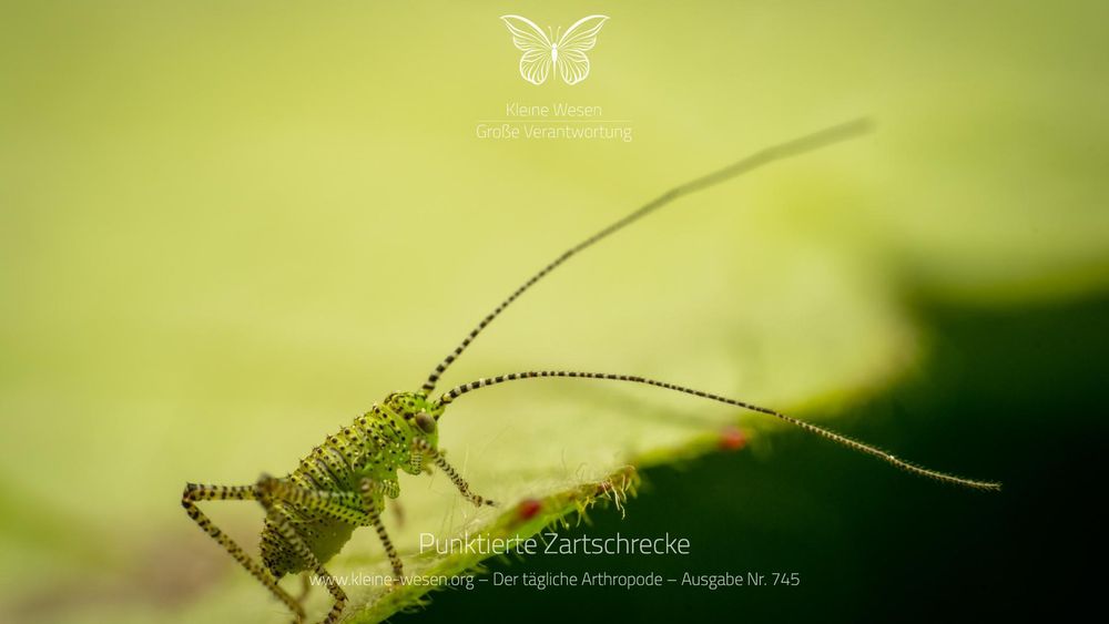Punktierte Zartschrecke