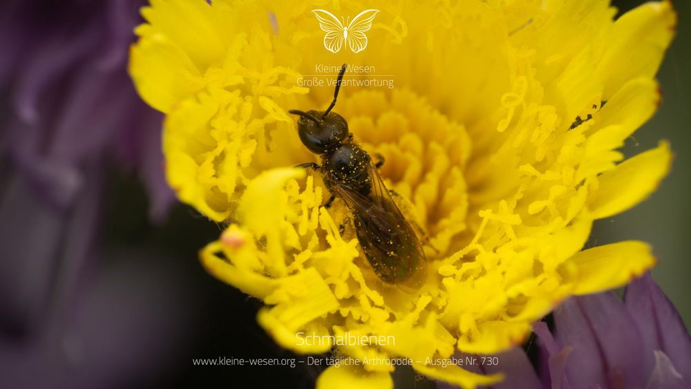 Schmalbienen