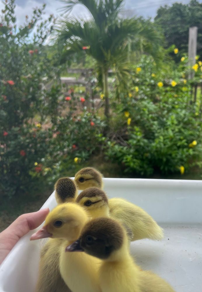 cinco patinhos recém nascidos em uma bandeja de plástico 